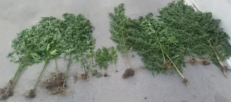 Σέρρες: Καλλιεργούσαν παράνομα 20 δενδρύλλια κάνναβης σε αγρόκτημα