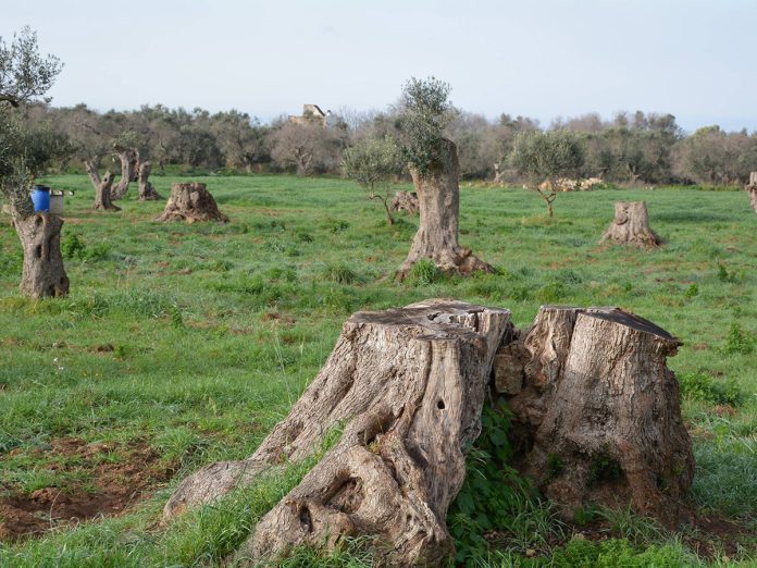 Τραγικές Συνέπειες από την Εξάπλωση της Xylella: Άμεση Ανάγκη για Δράση