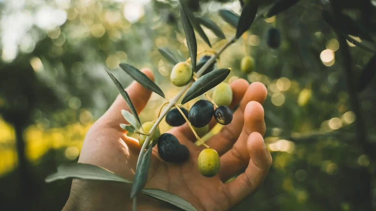Νέα δεδομένα για την ανθεκτικότητα των ποικιλιών ελιάς σε αλατότητα και ασθένειες