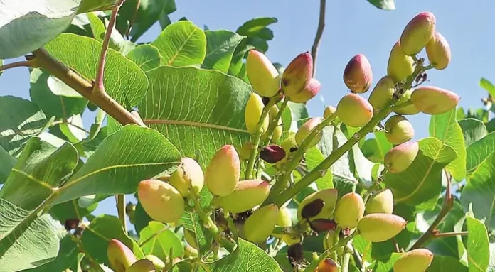 Από 2.700 Δέντρα, μόλις 100 Κιλά Κελυφωτού Φιστικιού