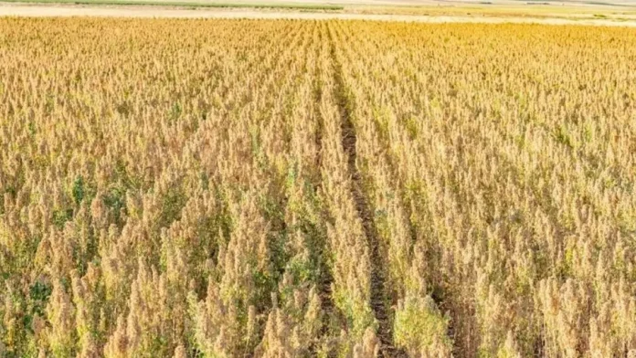Αυξημένο ενδιαφέρον σε Θεσσαλία - Στερεά Ελλάδα για την καλλιέργεια κινόας