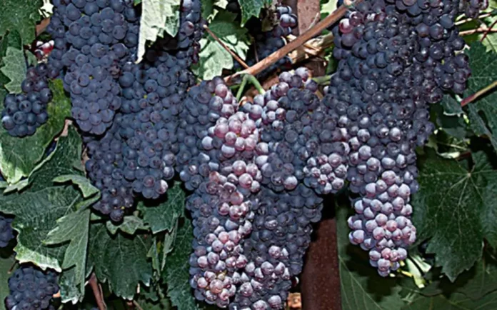 Αίτημα για Κατώτατες Εγγυημένες Τιμές από τον Αγροτικό Σύλλογο Χανδρινού