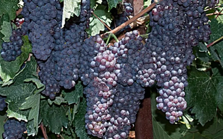 Κορινθιακή σταφίδα: Ένα πολύτιμο προϊόν σε κίνδυνο