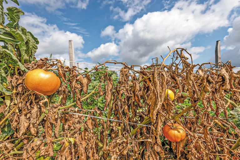Καύσωνας Χτυπά Σκληρά την Ήλιδα: Αγρότες σε Απόγνωση για τις Καλλιέργειες
