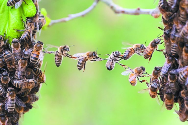 Πώς θα γίνουν πιο ανθεκτικές οι μέλισσες