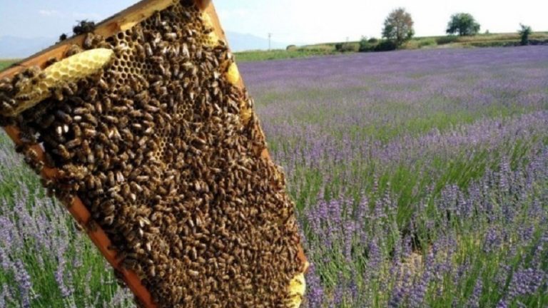 Απάτη σε αγορά μελισσοτροφής – Λεία 6.100 ευρώ