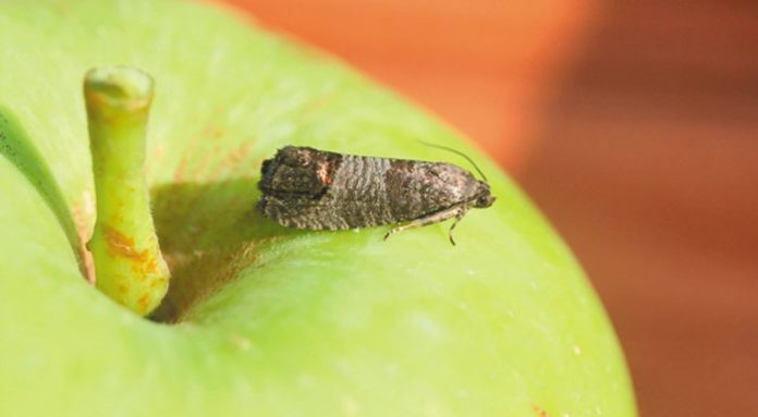 Προληπτικά Μέτρα και Καταπολέμηση της Καρπόκαψας στη Μηλιά