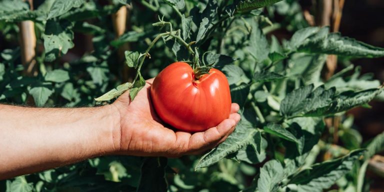 Ντομάτα: Καλύτερη η εικόνα στα ορεινά, «εχθρός» το χαλάζι