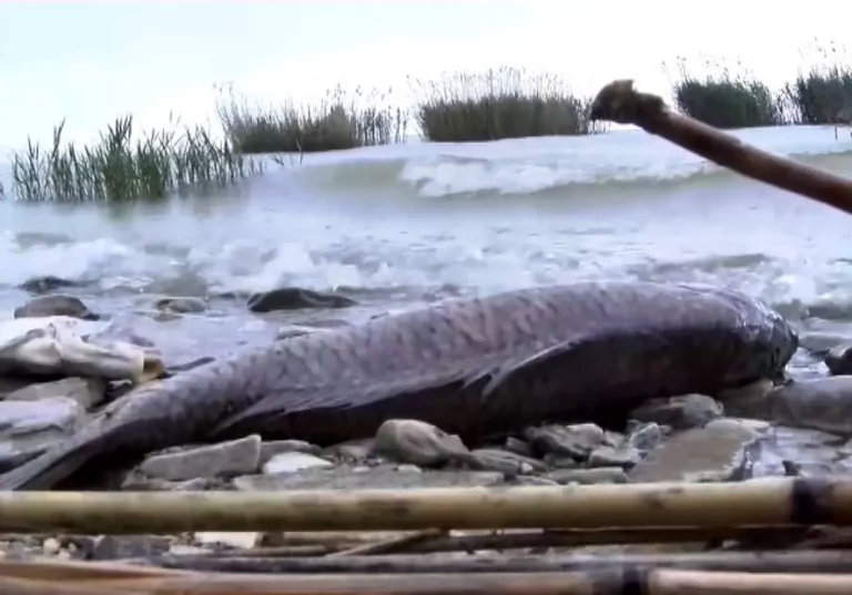 Ανησυχία στον Βόλο: Νεκρά Ψάρια από τη Λίμνη Κάρλα Ξεβράστηκαν στην Παραλία