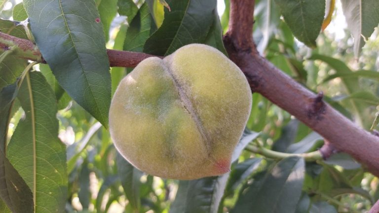 Στα 6.500 τα Στρέμματα με Παραμορφωμένα Ροδάκινα και Νεκταρίνια