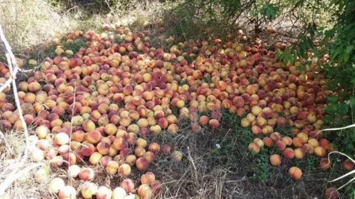ΣΥΡΙΖΑ: Άμεση Στήριξη για τους Ροδακινοπαραγωγούς – Πρωτοβουλίες για την Ενίσχυση του Κλάδου