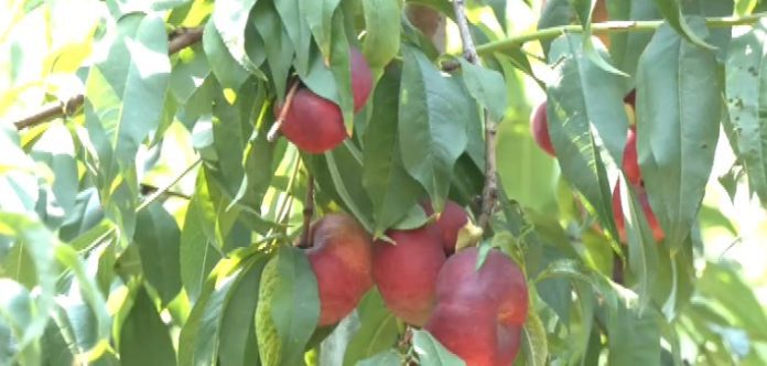 Τα φημισμένα πλακέ ροδάκινα που ευδοκιμούν στην Ημαθία