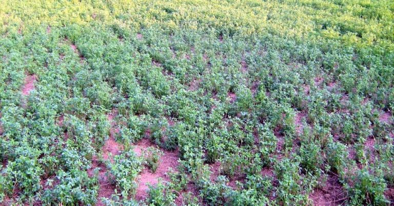 Κάμπια Καταστρέφει τα Τριφύλλια: Μεγάλες Απώλειες για τους Αγρότες