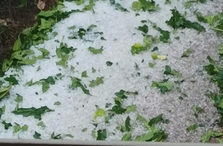 Χαλάζι «θέρισε» σιτηρά και τριφύλλια στη Βοιωτία – Μεγάλες ζημιές και εκκλήσεις για ΕΛΓΑ