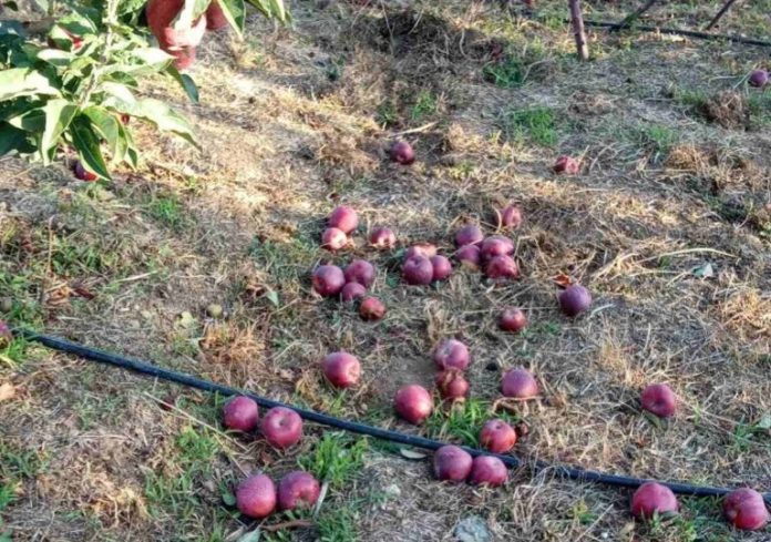 Αποζημιώσεις στο Πήλιο για Μήλα και Κάστανα | Προβλήματα από τα Μποφόρ