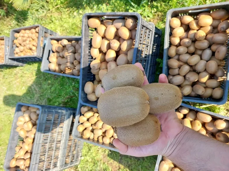 Ακτινίδιο: Με το δεξί η νέα σεζόν – Αυξημένη παραγωγή, αλλά με «αστερίσκους» για την Ελλάδα