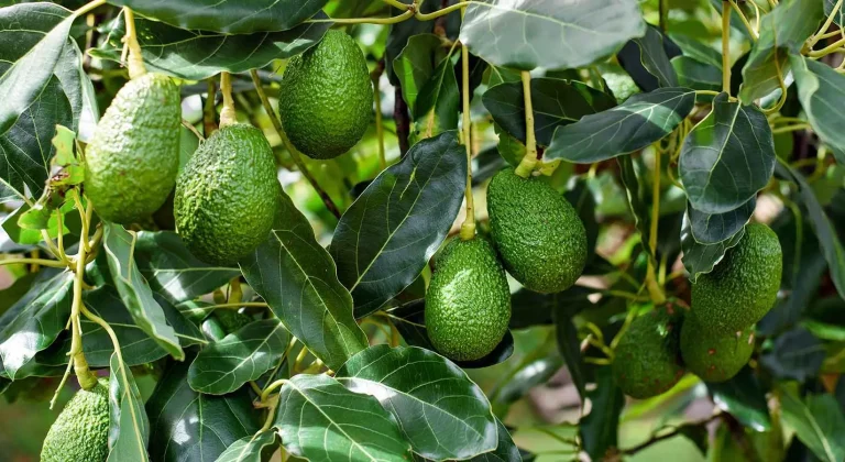 Κρήτη : Ξηλώνουν τα πορτοκάλια για να βάλουν αβοκάντο