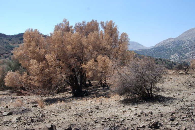Κλιμάκιο του Συνδέσμου Ελαιοκομικών Δήμων στις πυρόπληκτες περιοχές του Ρεθύμνου