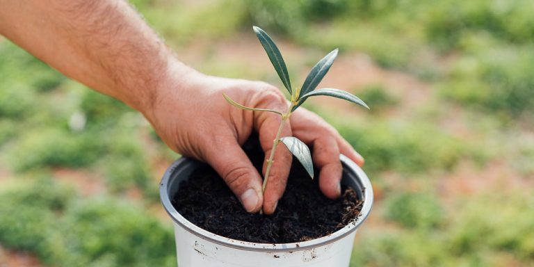 Συνάντηση για το πολλαπλασιαστικό υλικό δενδρωδών καλλιεργειών