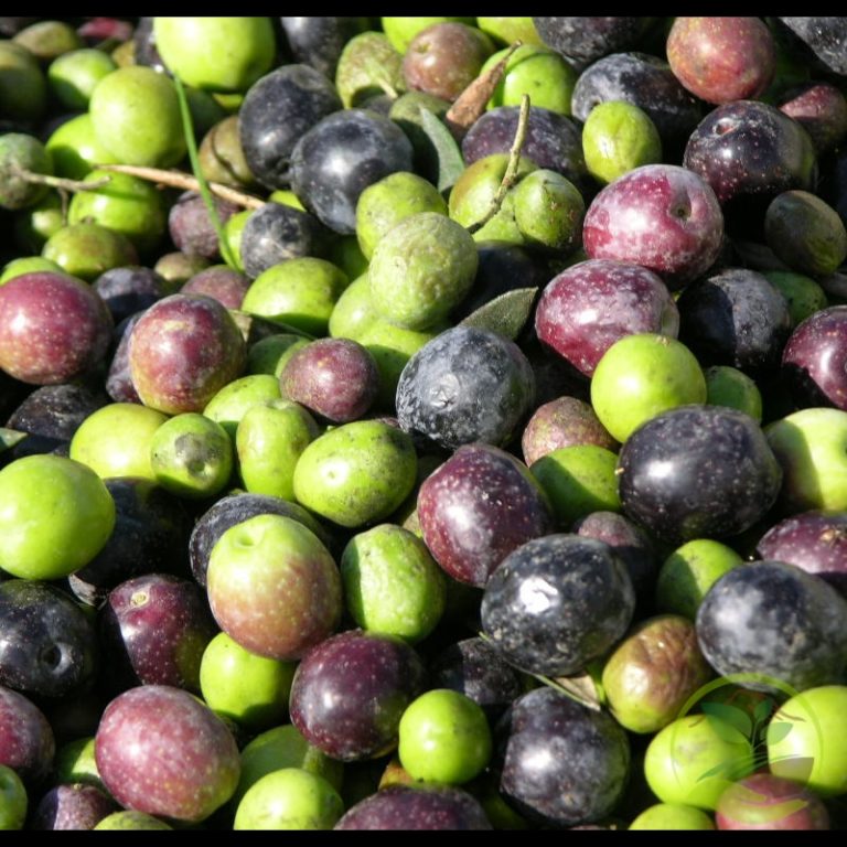 Βγήκε ο πρώτος τιμοκατάλογος για τις ελιές Aμφίσσης