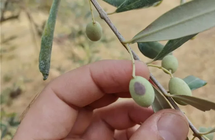 Οι Κυριότεροι Εχθροί της Ελιάς και Πώς να τους Αντιμετωπίσετε