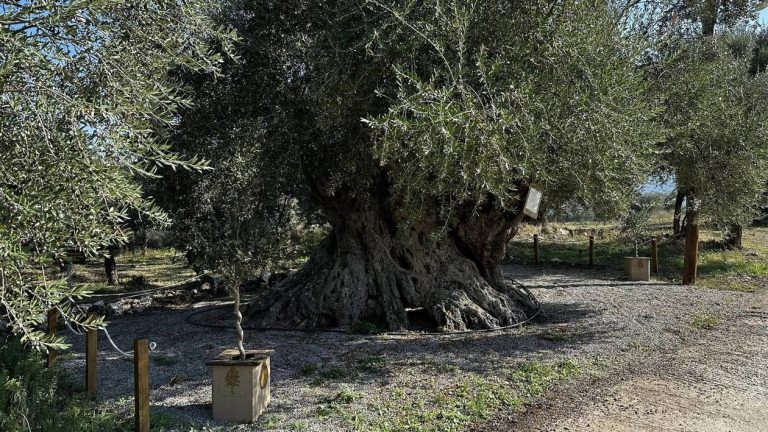 Η υπεραιωνόβια ελιά της Απιδιάς Λακωνίας διατηρητέο μνημείο της φύσης