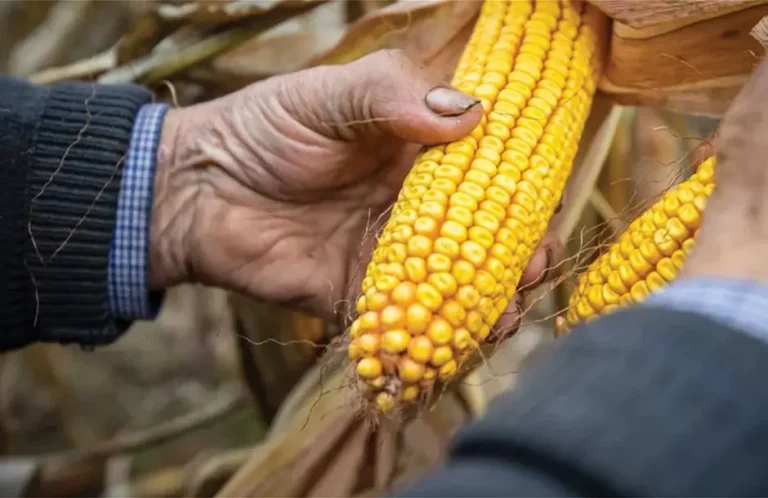 Συνδεδεμένη Καλαμποκιού: Νέα αύξηση στα 52 ευρώ το στρέμμα – Έρχεται συμπληρωματική πληρωμή