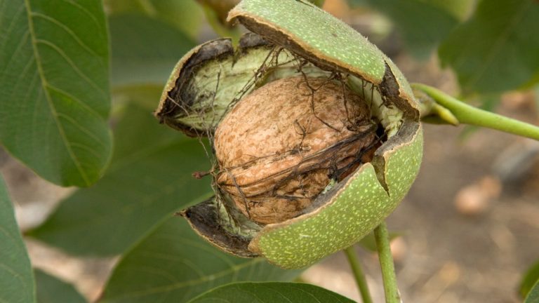 Καρύδι: Ξεκίνησε η συλλογή για το χλωρό, καλύτερη η παραγωγή από πέρσι