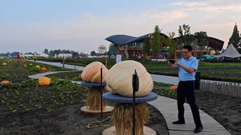 Γιγάντιες κολοκύθες βάρους 250 κιλών στην Κίνα (βίντεο)