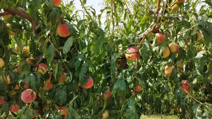 Η επόμενη ημέρα της χαλαζόπτωσης – Αυτοψίες στις πληγείσες καλλιέργειες