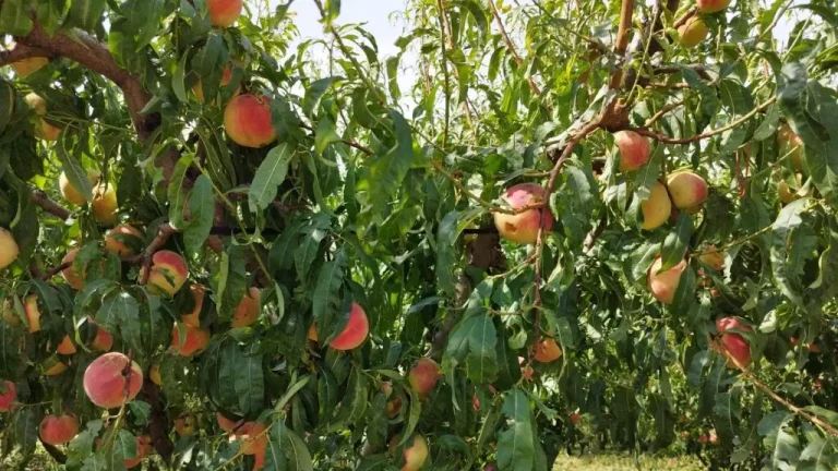 Βελβεντό: Η επόμενη ημέρα της χαλαζόπτωσης – Αυτοψίες στις πληγείσες καλλιέργειες (βίντεο)