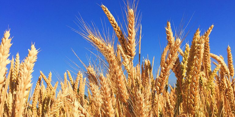 ΑΣ Βόλου: Συμπληρωματική τιμή 0,03 ευρώ/κιλό στους παραγωγούς που παρέδωσαν κριθάρι εσοδείας 2024