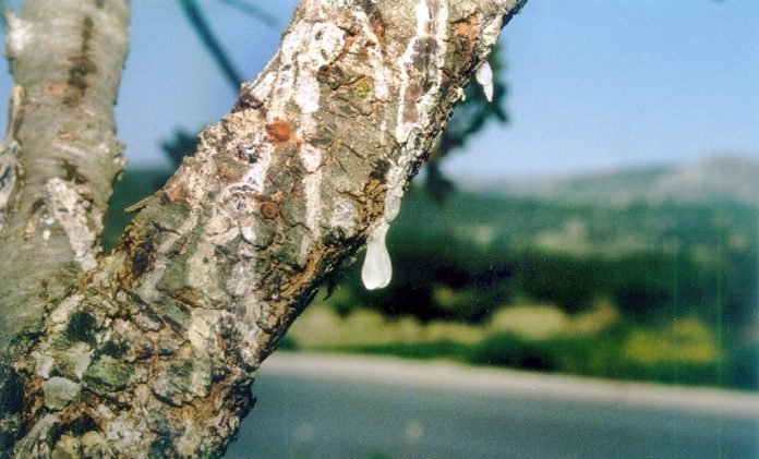 Μεγάλη καταστροφή στο μαστίχι από την κακοκαιρία – 160 τόνοι υπολογίζεται ότι καταστράφηκαν