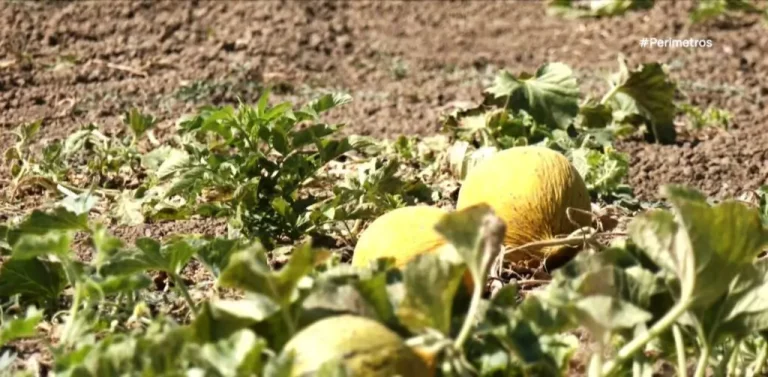 Πεπόνια Όλο τον Χρόνο: Η Καινοτομία του Τυχερού Έβρου που Κατακτά την Αγορά