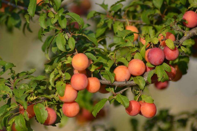 Κατευθυντήριες οδηγίες για την αντιμετώπιση ακάρεων σε καλλιέργειες πυρηνοκάρπων