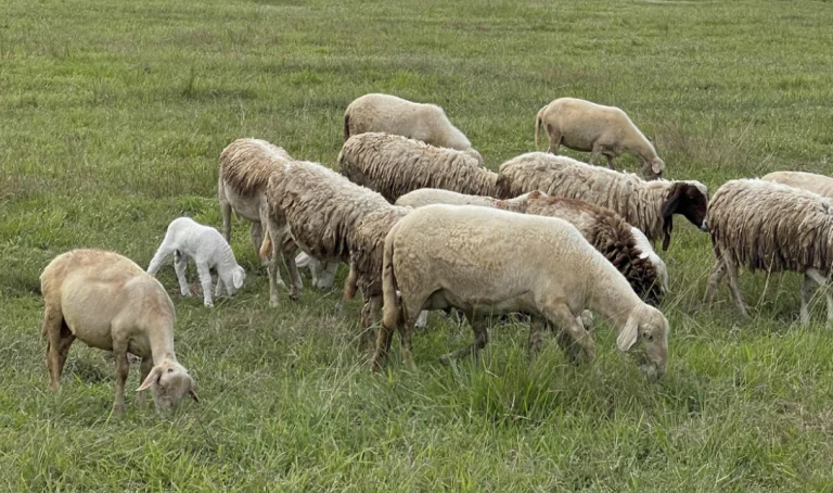 ΣΥΡΙΖΑ: «Εμπαιγμός Μητσοτάκη – Τσιάρα στους Νησιώτες Κτηνοτρόφους για την Κρίση της Ευλογιάς»