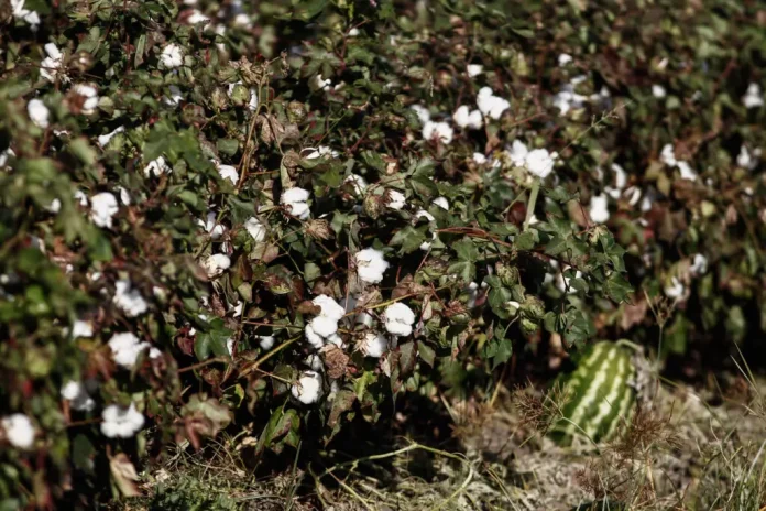Αγροτικοί Φορείς Φαρσάλων: Επιστολή στον ΥΠΑΑΤ για τα Προβλήματα Καλλιεργειών