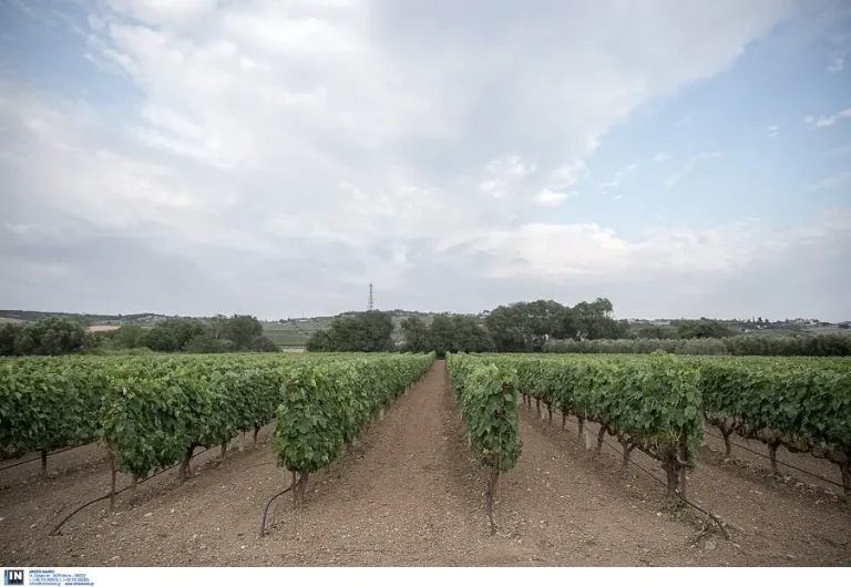 Κιλκίς: Ιδανική Σοδειά στα Αμπέλια, αλλά η Αγορά «Παγώνει» τις Τιμές στα 80 Λεπτά