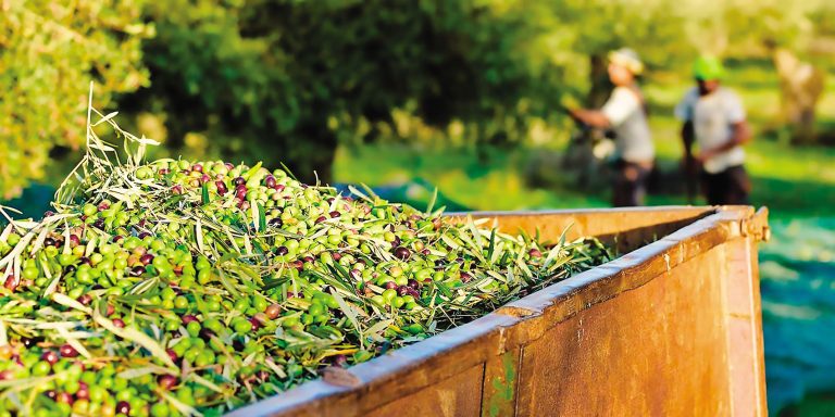 Τιμές Ελαιολάδου: «Βουτιά» στην Ισπανία, στα Ύψη η Ιταλία – Τι Σημαίνει η Διαφορά για την Ελλάδα