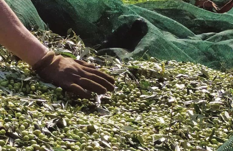 Η ανομβρία “έκαψε” την παραγωγή ελαιολάδου και στην Κρήτη (video)