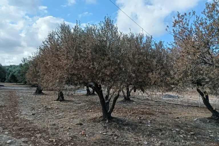 «SOS» στη Λέσβο: Η Ακραία Ξηρασία «Σκοτώνει» τους Ελαιώνες – Μηδενική Παραγωγή και Απόγνωση για τους Αγρότες