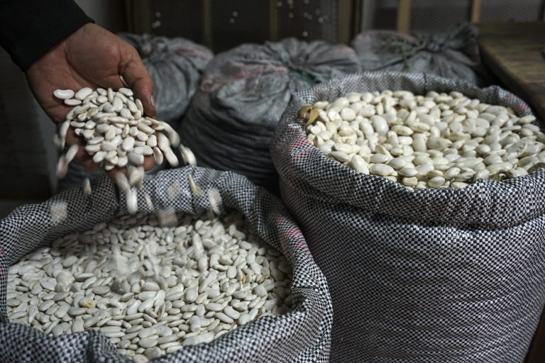 Βουτιά στην Παραγωγή για το Φασόλι Καστοριάς Σε απόγνωση οι Αγρότες