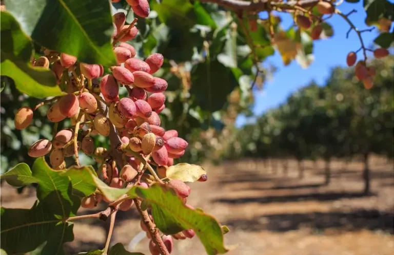 Τρεις απειλές για τη φιστικιά το επόμενο χρονικό διάστημα