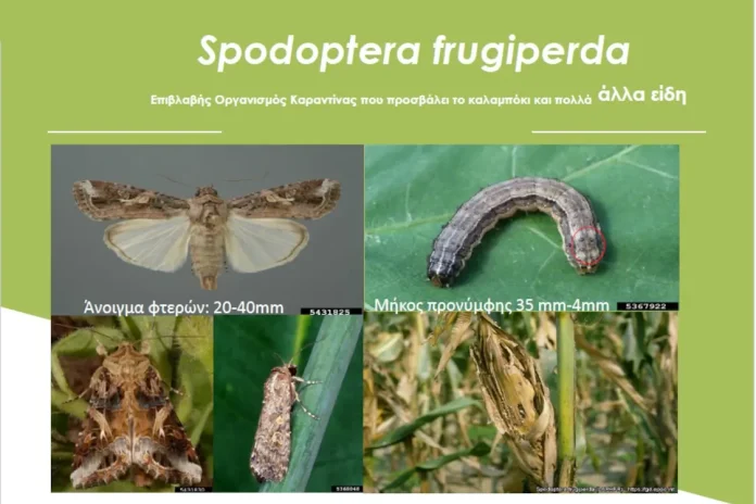 Ζημιές στις καλλιέργειες καλαμποκιού και σόργου στην Κω από το έντομο Spodoptera Frugiperda
