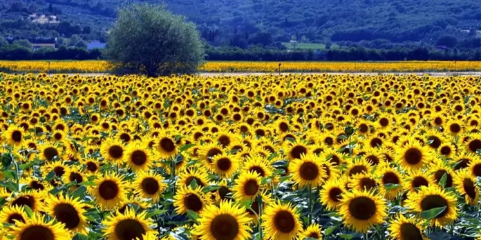 AKIS: Παρουσιάστηκε το Νέο Σύστημα Γνώσης που Φέρνει την Καινοτομία και την Έρευνα στο Χωράφι του Αγρότη