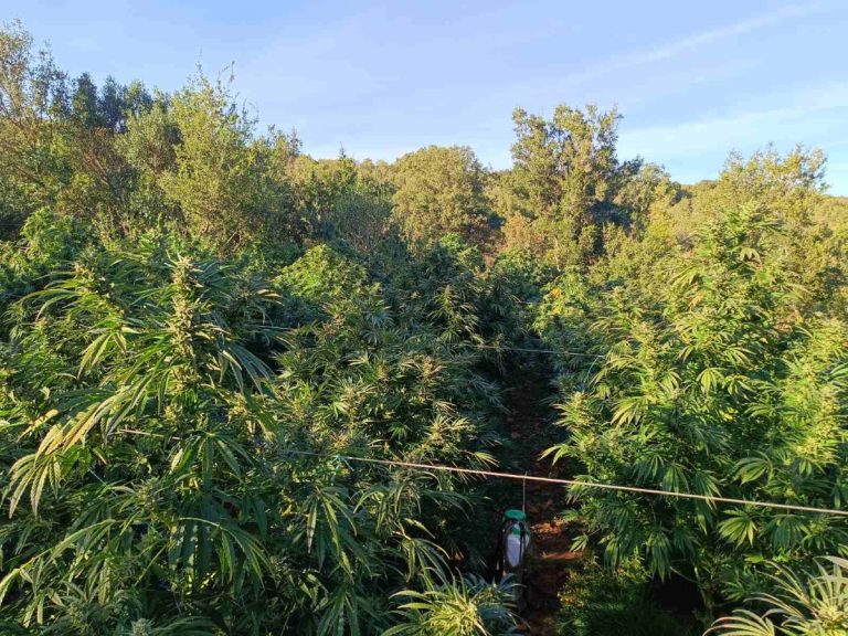 Αρκαδία: 1253 δενδρύλλια και ένας τόνος κάνναβης στην Τρίπολη – Μία σύλληψη