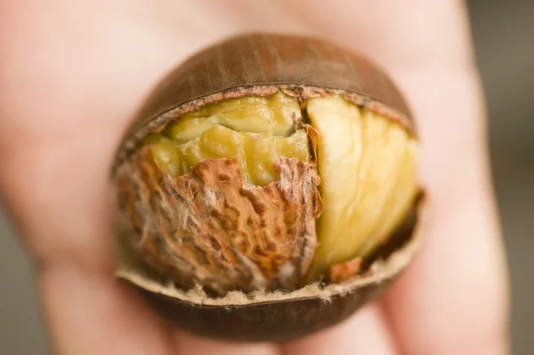 Τι οφέλη υγείας έχουν τα κάστανα