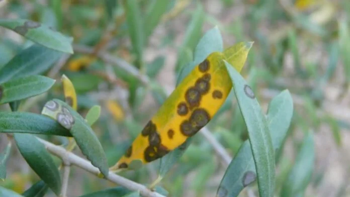 Η σωστή αντιμετώπιση για το κυκλοκόνιο αρχίζει τον Σεπτέμβρη