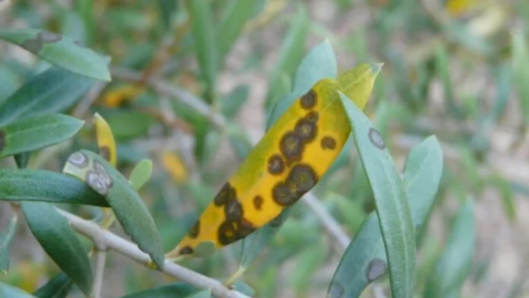 Κυκλοκόνιο στην Ελιά: Ο Πλήρης Οδηγός για την Προστασία του Ελαιώνα σας αυτόν τον Σεπτέμβριο