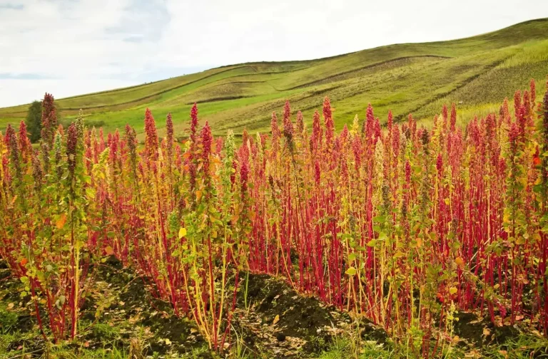 Η κινόα στη Μακεδονία αποδίδει καρπούς – Αυξάνονται οι καλλιέργειες